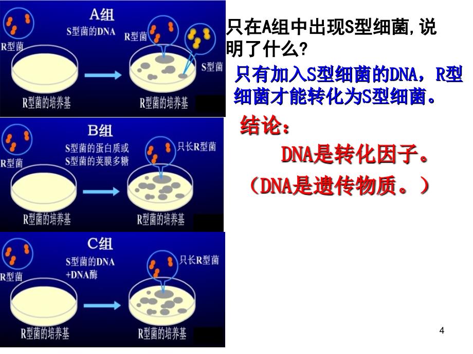 DNA分子复制转录翻译_第4页