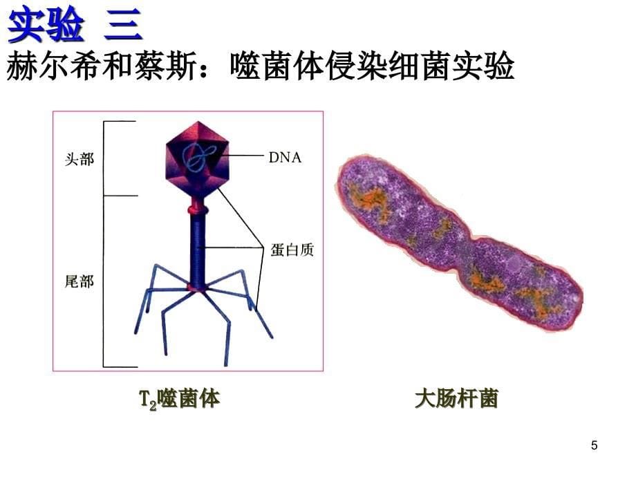 DNA分子复制转录翻译_第5页