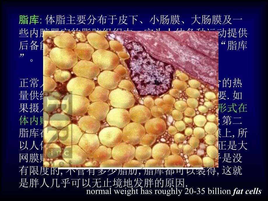 植物生物学实验22_第5页