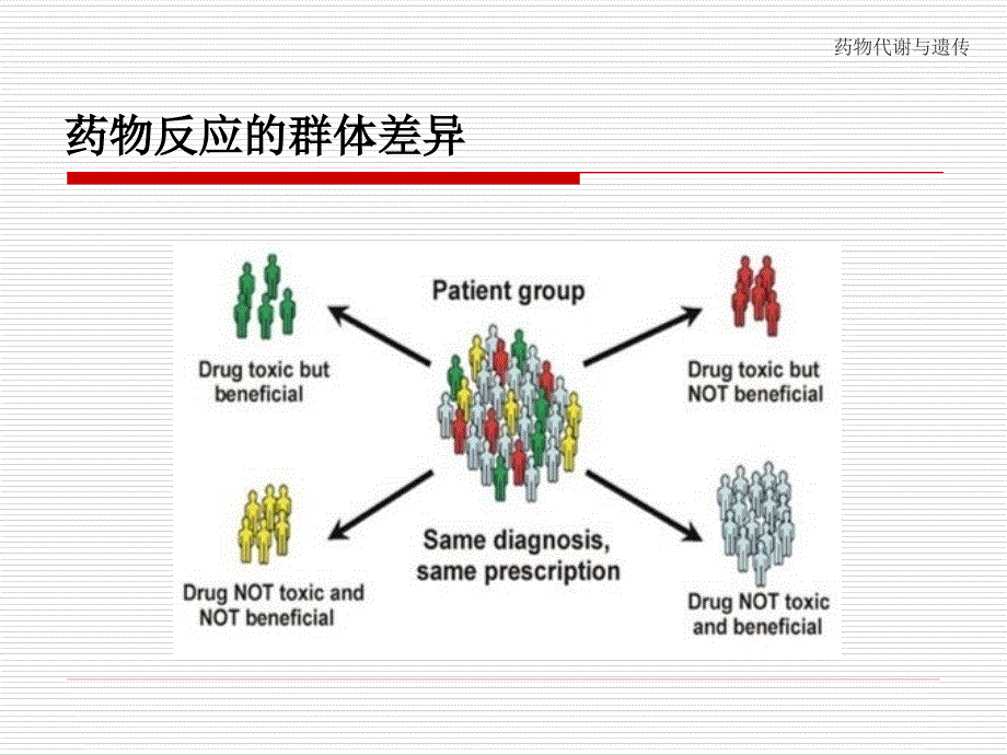 医学遗传学课件：药物代谢与遗传_第3页