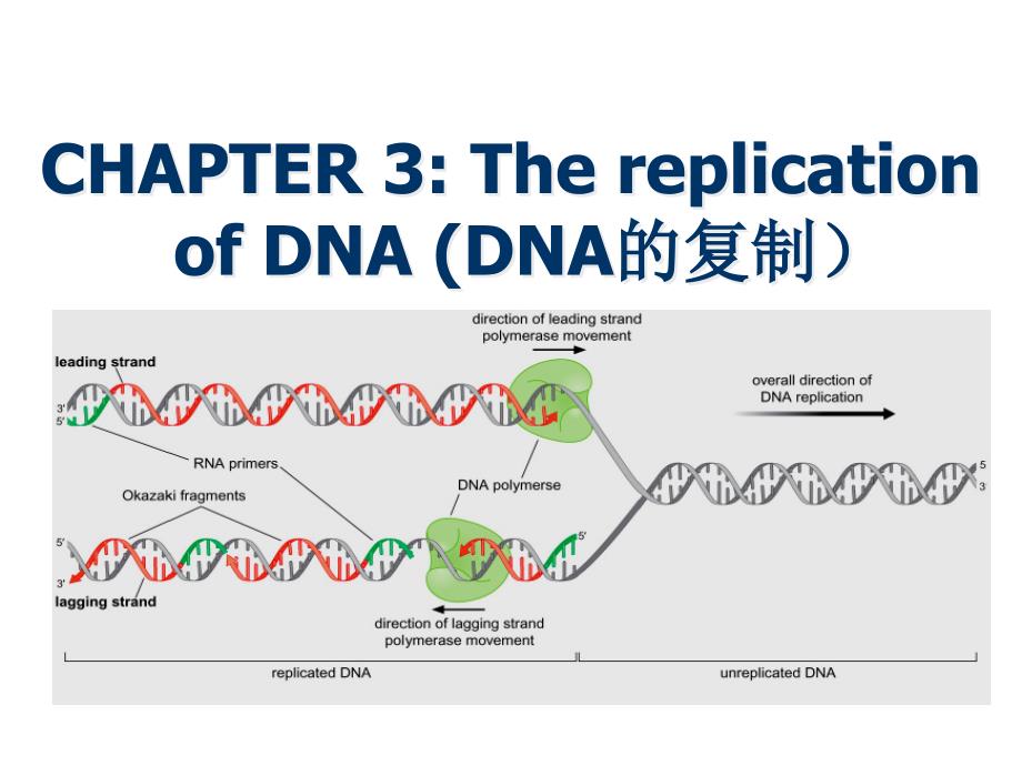 分子生物学(杨洋)第三章-dna的复制-thereplicationofdna_第4页