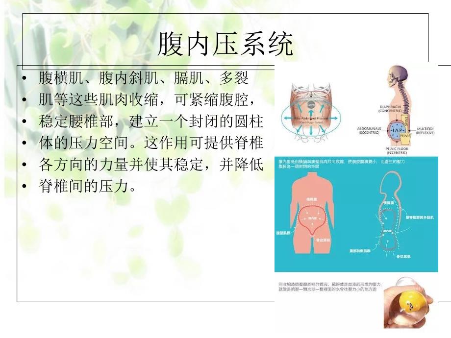 腹横肌的功能评估_第4页