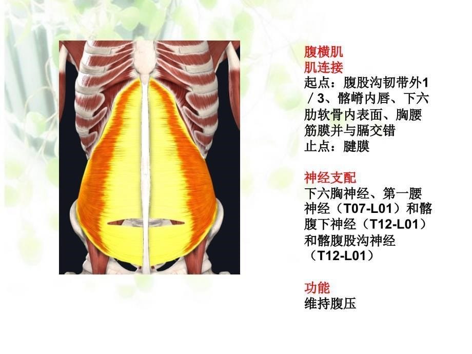 腹横肌的功能评估_第5页