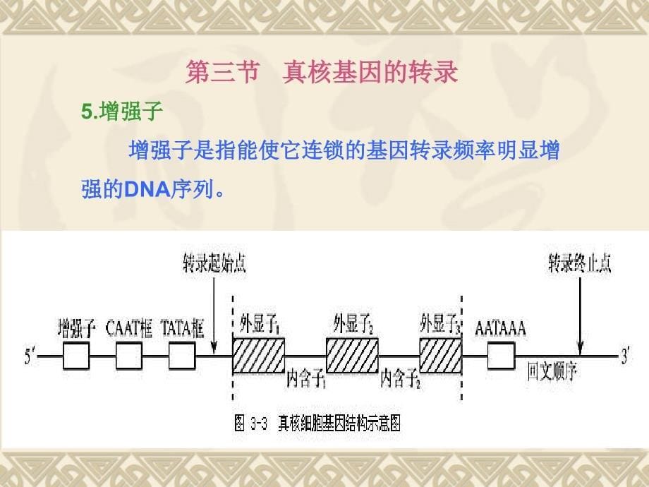 第7章真核基因表达调控中_第5页