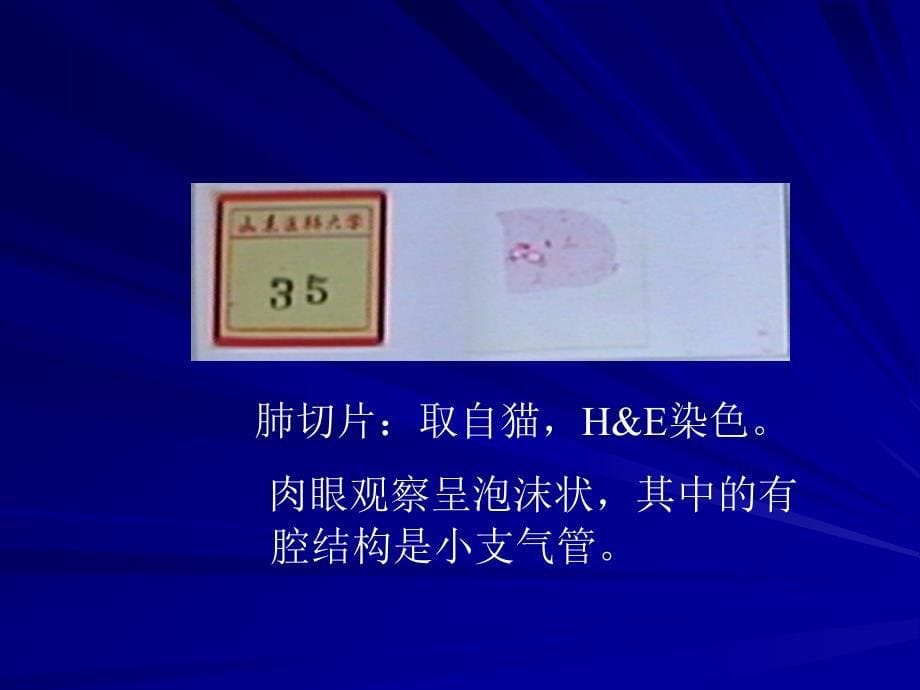 组织学与胚胎学实验：呼吸系统组胚实验_第5页