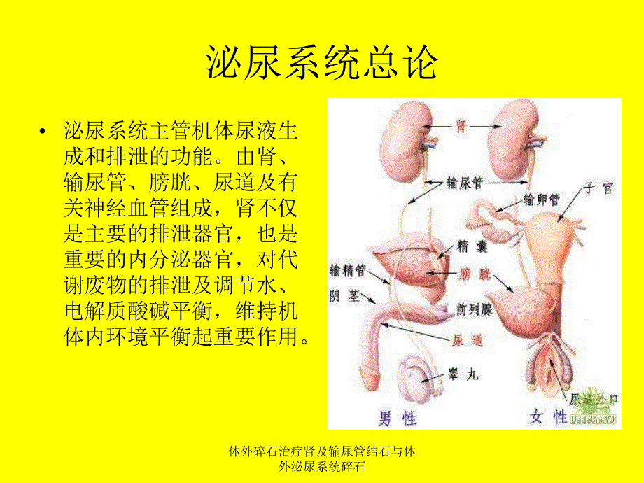 体外碎石治疗肾及输尿管结石与体外泌尿系统碎石课件_第2页