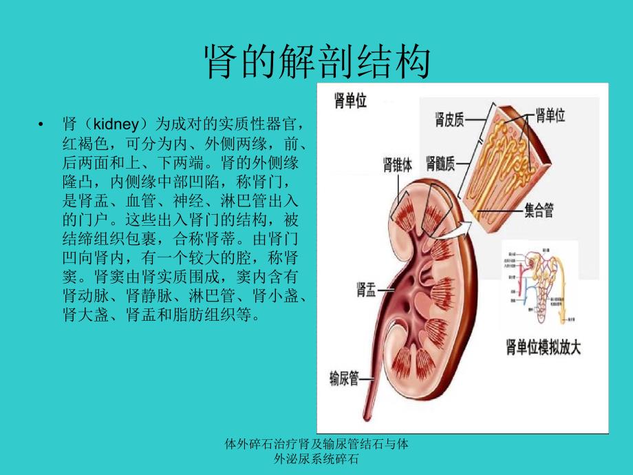 体外碎石治疗肾及输尿管结石与体外泌尿系统碎石课件_第4页