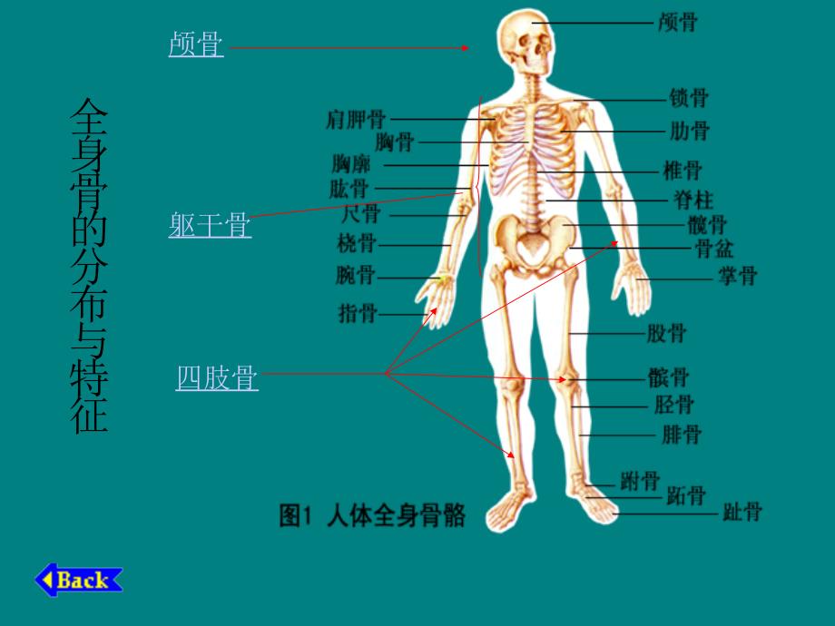 人体骨骼构成图(简单)_第4页