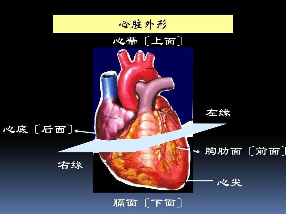 心脏疾病的超声诊断_第5页