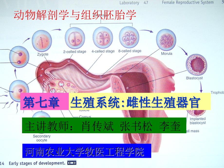 生殖系统雌性生殖器官_第1页