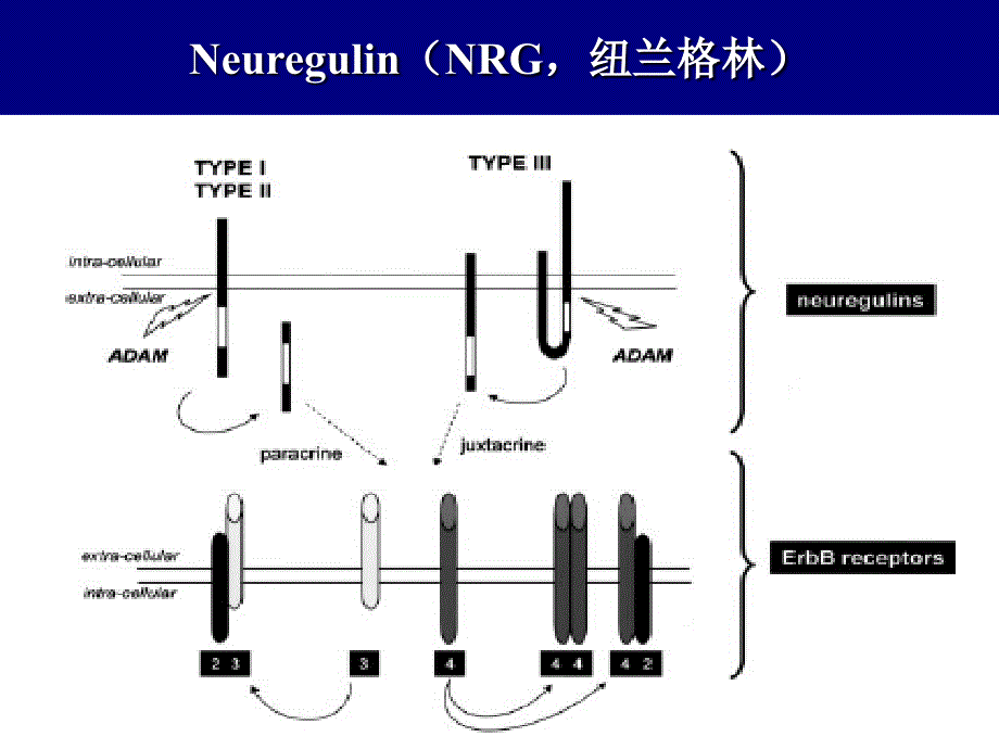 重组人纽兰格林ii期临床试验张健.ppt_第4页