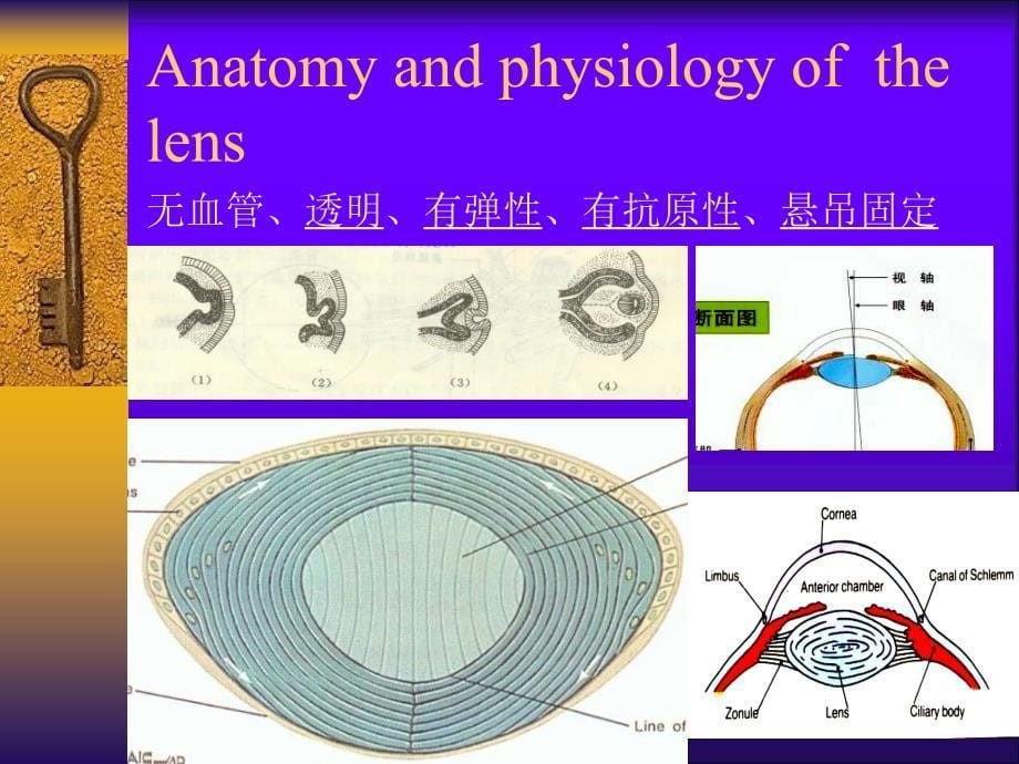 《眼科学晶体病医学》PPT课件.ppt_第5页