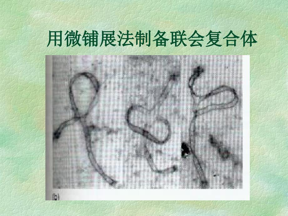 第九章染色体畸变_第3页