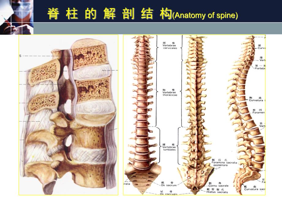 临床诊断学周蕾脊柱关节检查1_第3页