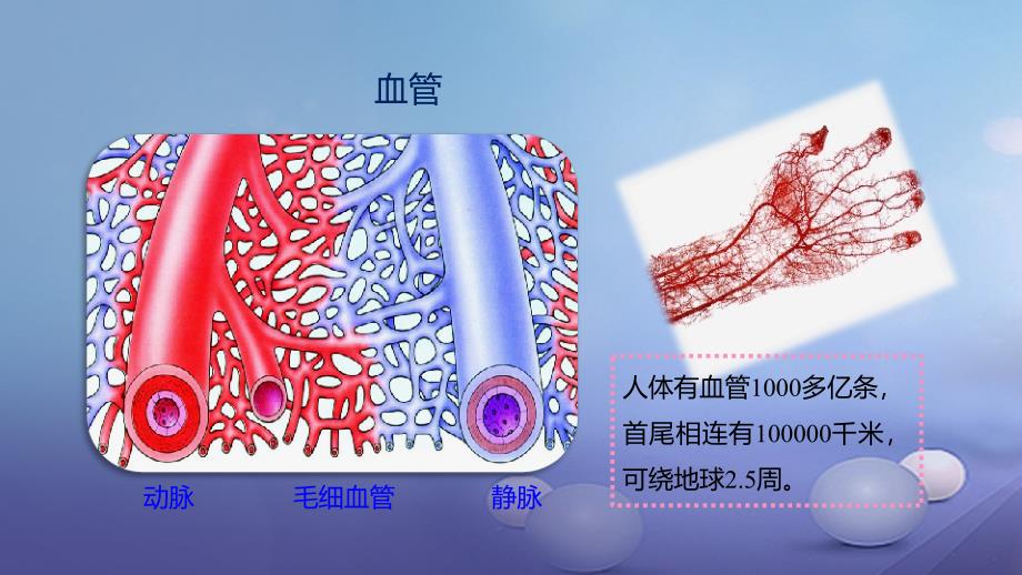 七年级生物下册4.4.2血流的管道血管课件新版新人教版_第3页