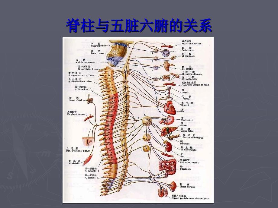 脊柱与五脏六腑的关系_第1页