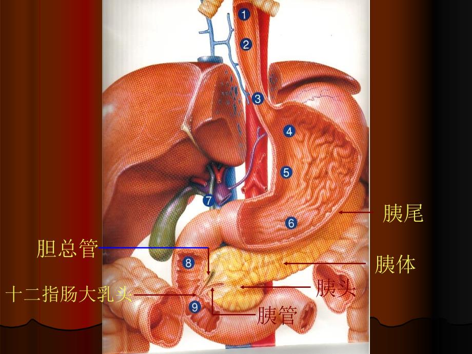 胰腺炎的治疗指南分析课件_第3页