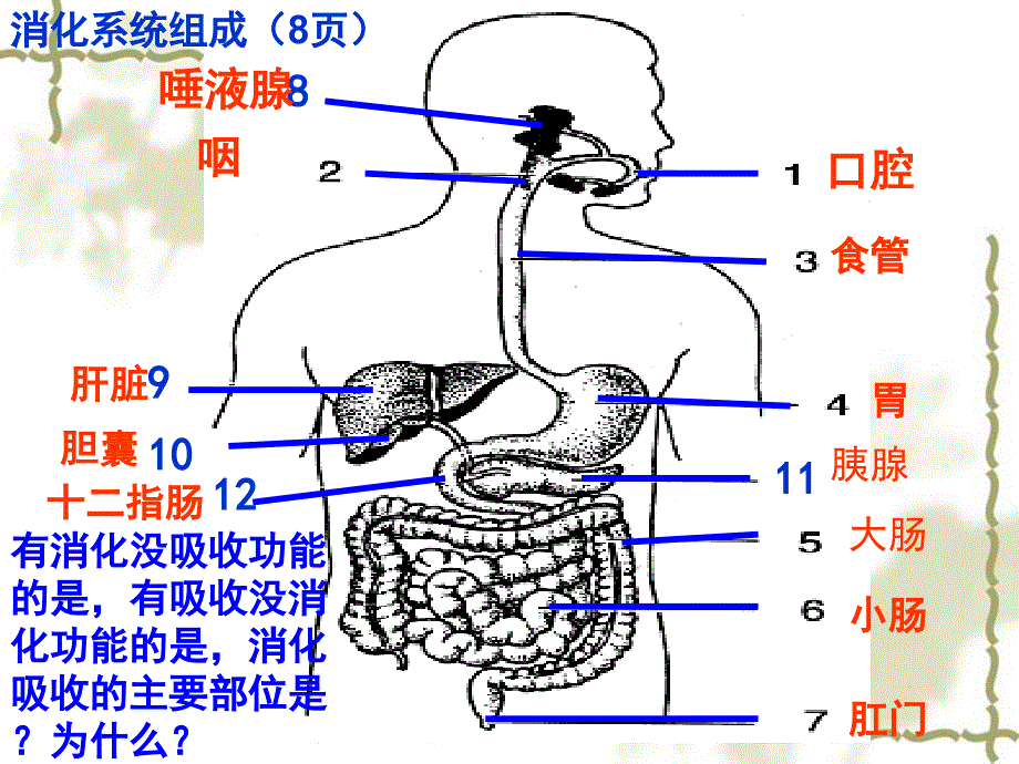 苏教版七年级下册生物复习（含102张）_第3页