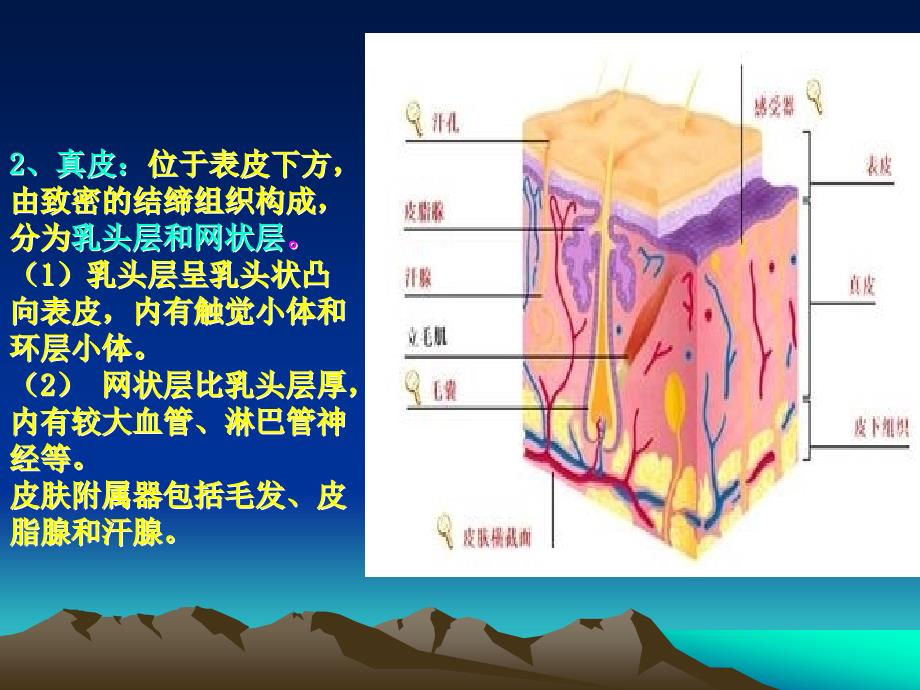 第一章人体的生理功能_第4页