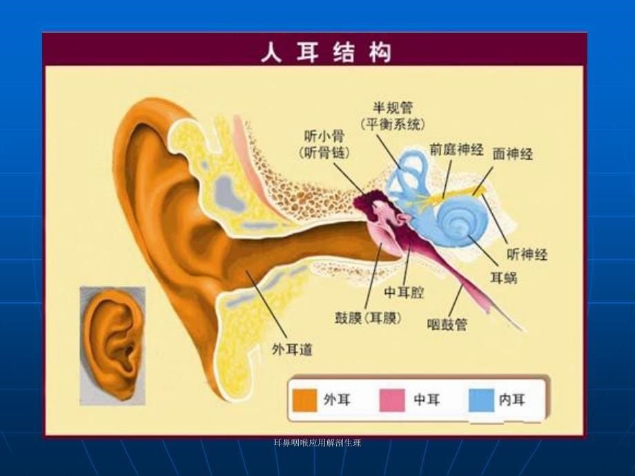 耳鼻咽喉应用解剖生理课件_第5页