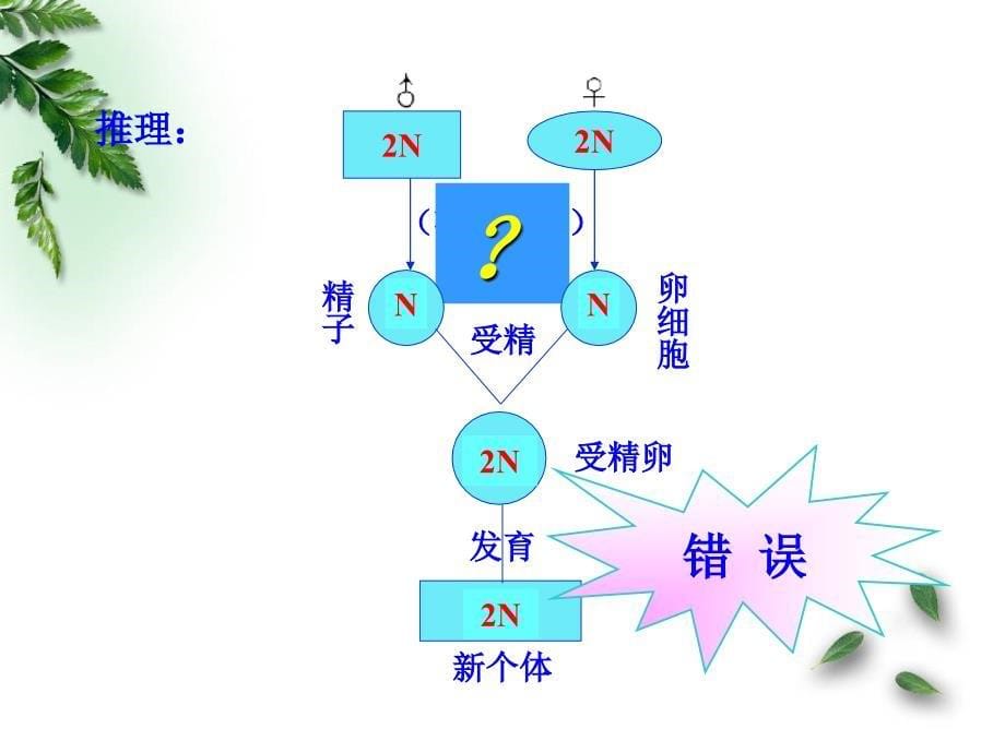 第14讲减数分裂和受精作用_第5页