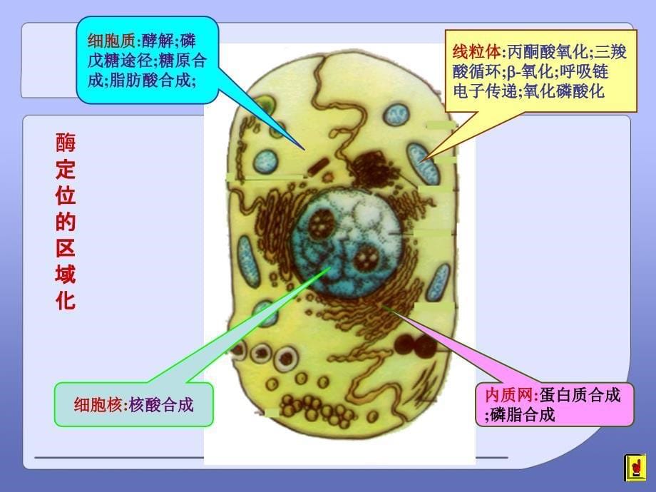 《代谢调节综述》PPT课件_第5页