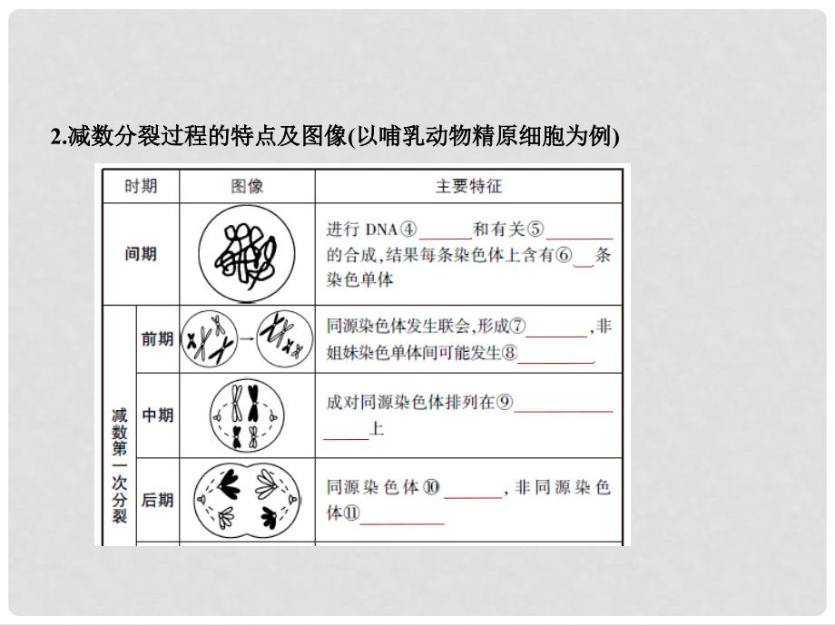 高考生物一轮复习 专题9 减数分裂和受精作用课件_第3页