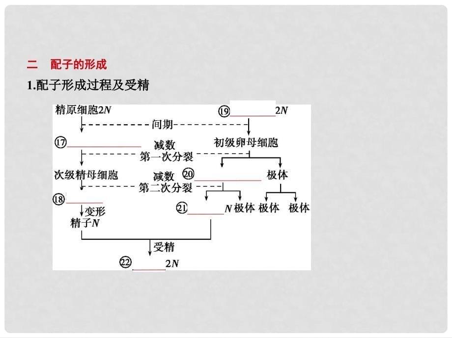 高考生物一轮复习 专题9 减数分裂和受精作用课件_第5页