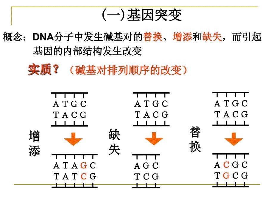 基因突变和基因重组_第5页