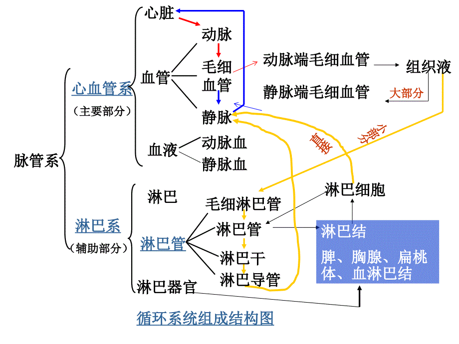 9第七章心血管系统1_第3页