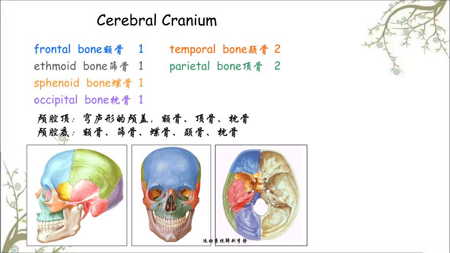 运动系统解剖李静_第3页