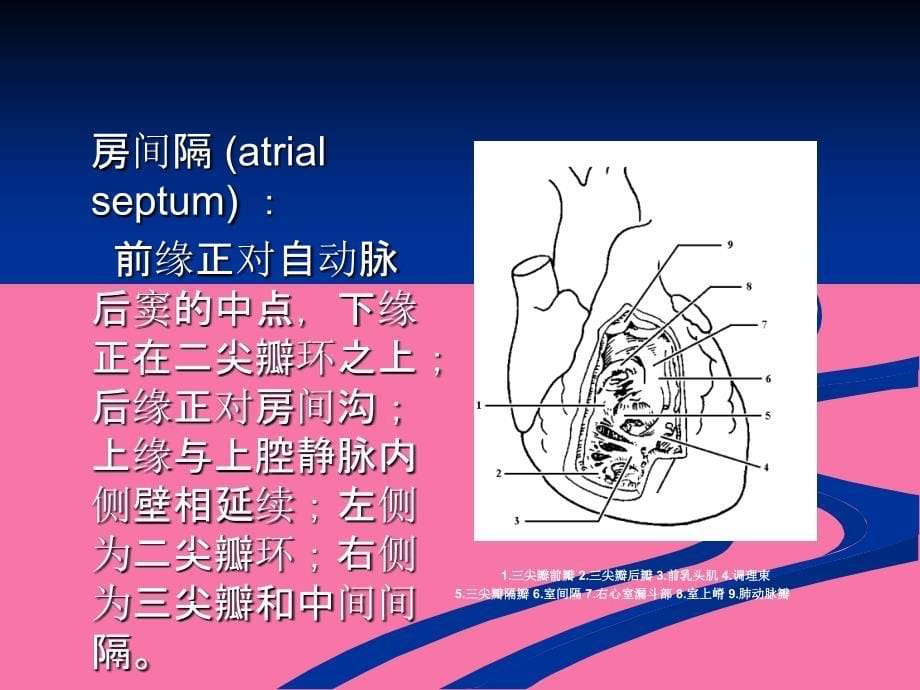 心脏彩超操作ppt课件_第5页