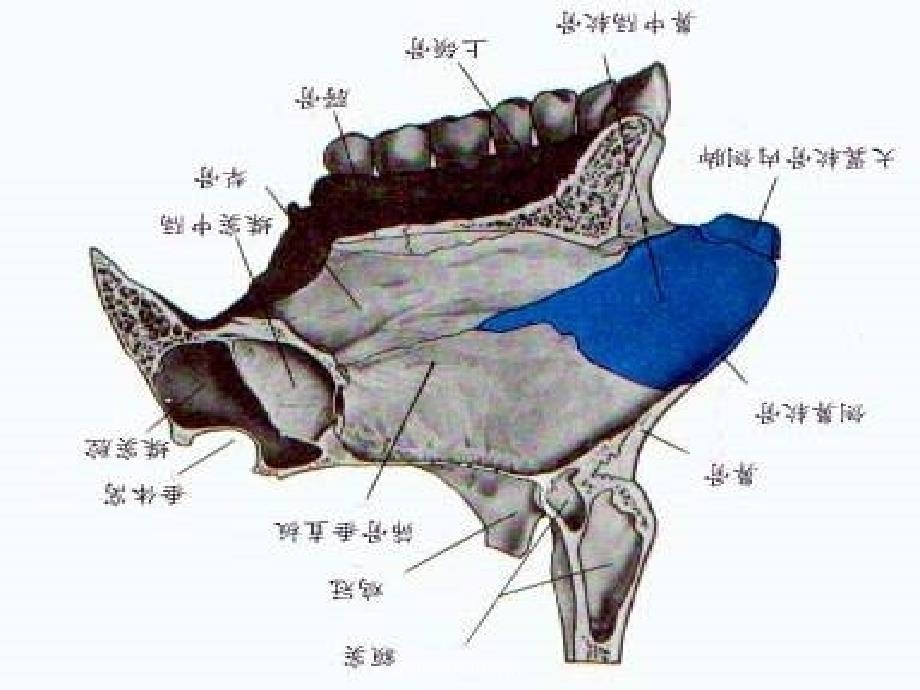 最新鼻中隔应用解剖_第4页