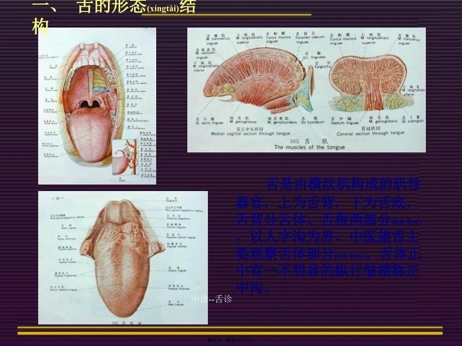 中诊舌诊课件_第5页