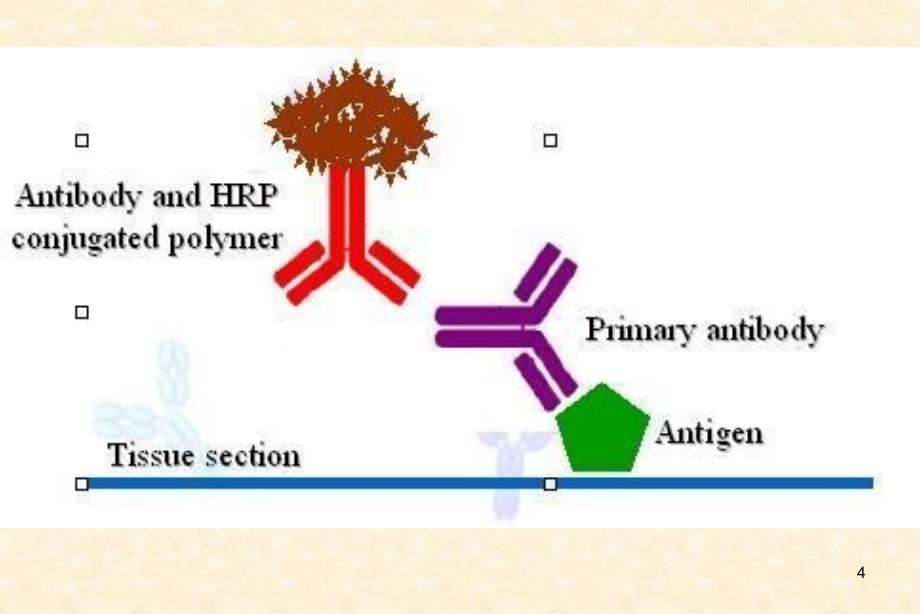 免疫组化技术常见问题及处理方法优秀课件_第4页