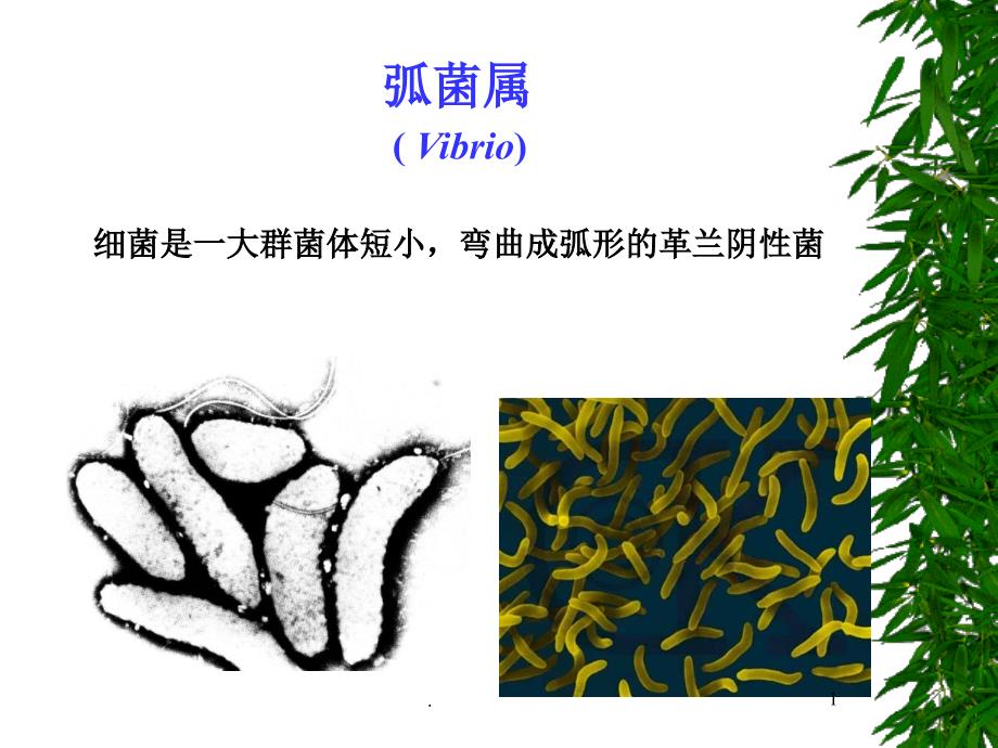 病原微生物之弧菌霍乱 副溶血ppt演示课件_第1页