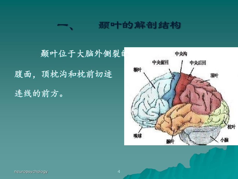 颞叶枕叶的神经心理功能神经心理学_第4页