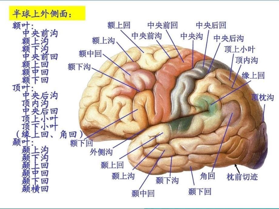 颞叶枕叶的神经心理功能神经心理学_第5页