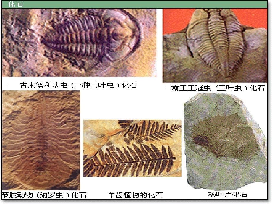 人教版小学语文二年级上册《活化石》PPT课件_第5页