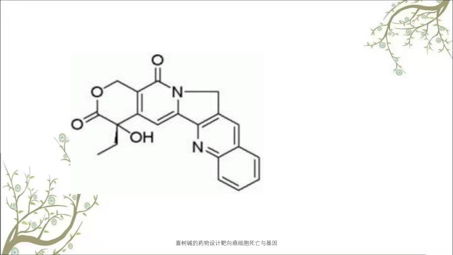 喜树碱的药物设计靶向癌细胞死亡与基因课件_第3页