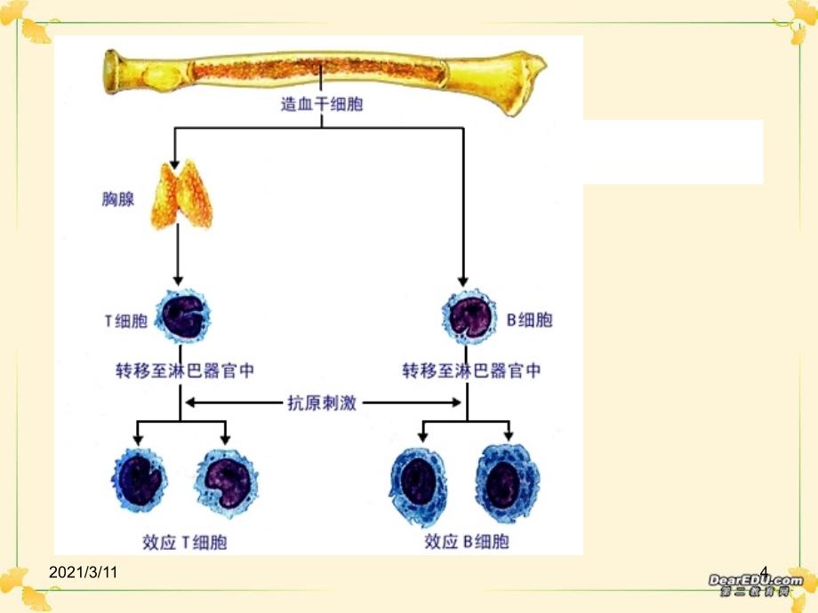 高中生物必修3免疫系统课件人教版_第4页