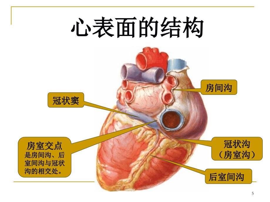 《临床心脏》PPT课件_第5页