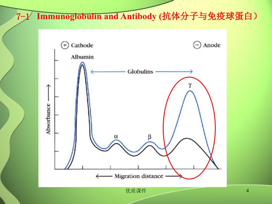 抗体、基因重排及B细胞发育#高级教学_第4页