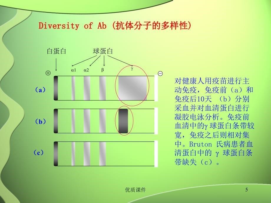 抗体、基因重排及B细胞发育#高级教学_第5页