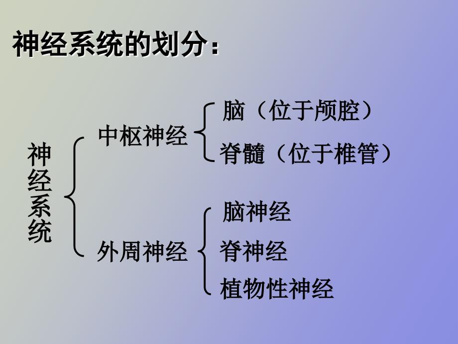 神经系统解剖和生理_第3页