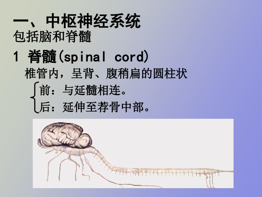 神经系统解剖和生理_第4页