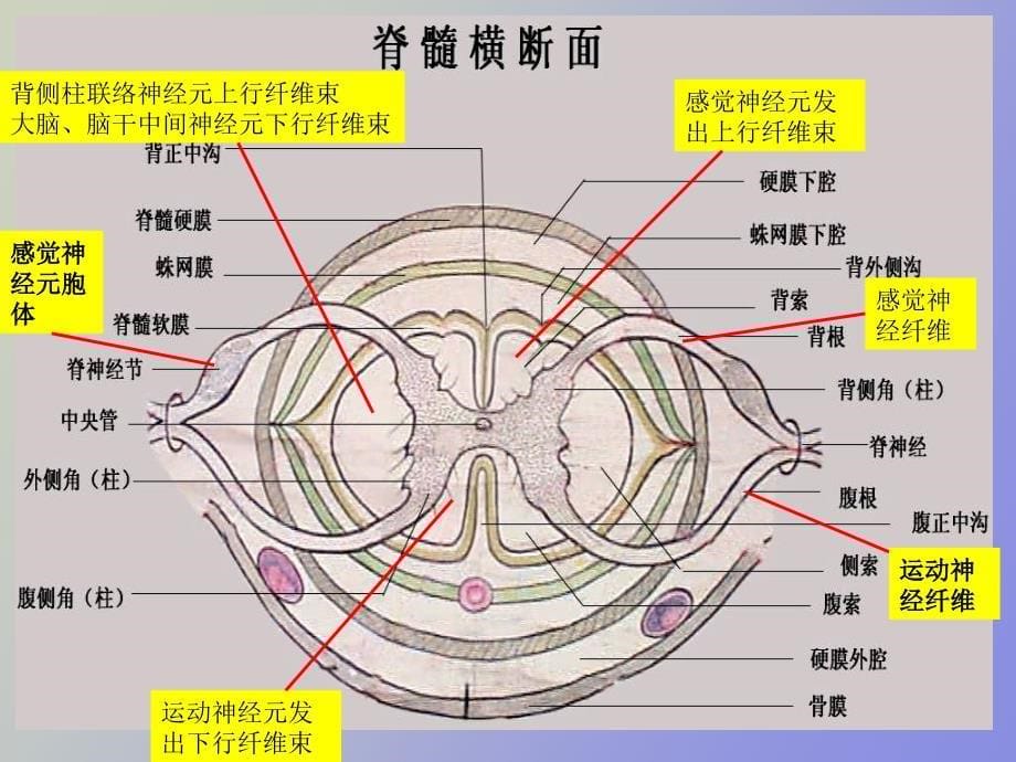 神经系统解剖和生理_第5页