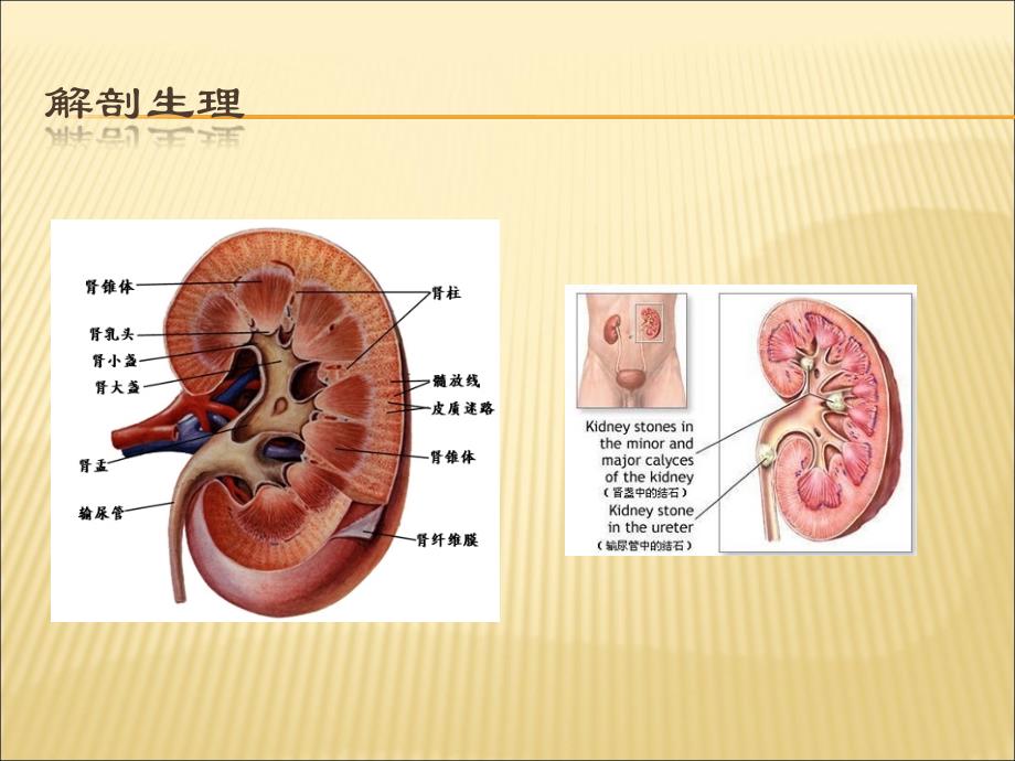 肾结石护理查房.ppt_第3页