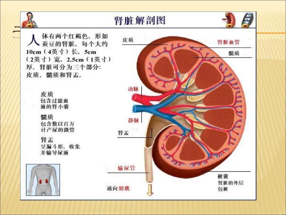 肾结石护理查房.ppt_第4页