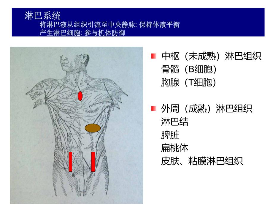 内科学》课件-温医大-淋巴瘤2017赵朴_第4页